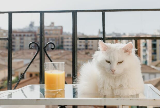 siatka na balkon dla kota - dlaczego jest niezbędna
