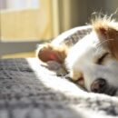 Karma dla psa Senior – klucz do zdrowia starszych czworonogów