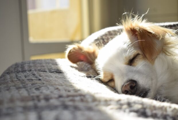 Karma dla psa Senior – klucz do zdrowia starszych czworonogów